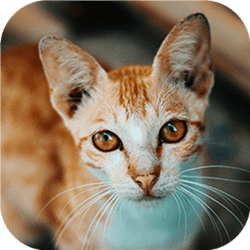 Juego de desafío de rompecabezas gatuno